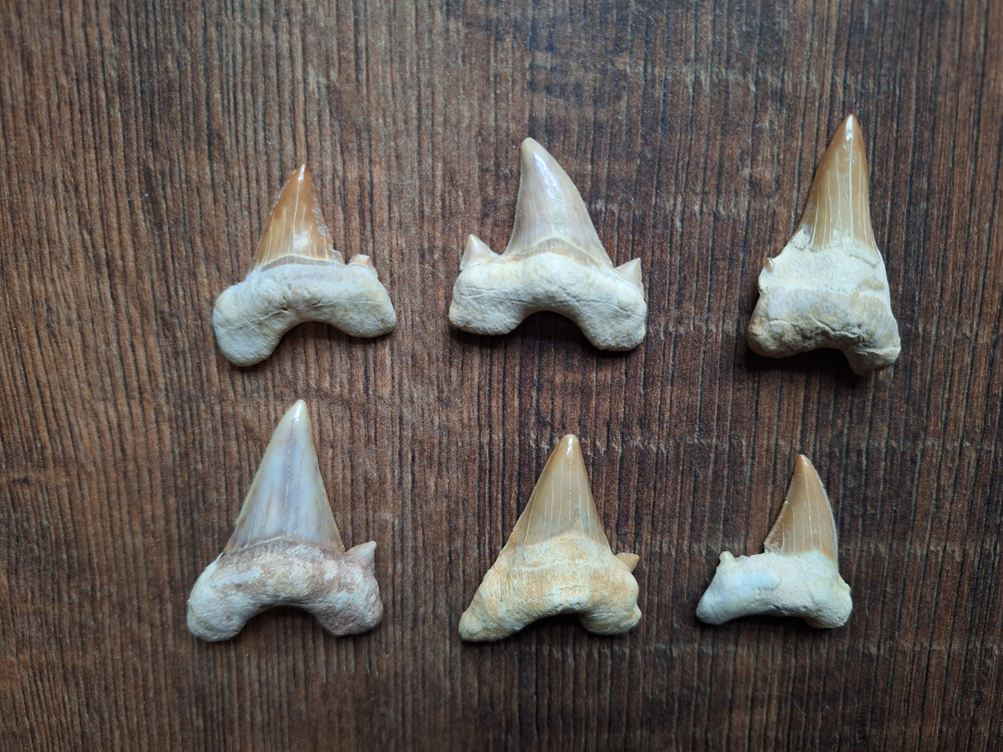 Fossilized shark teeth