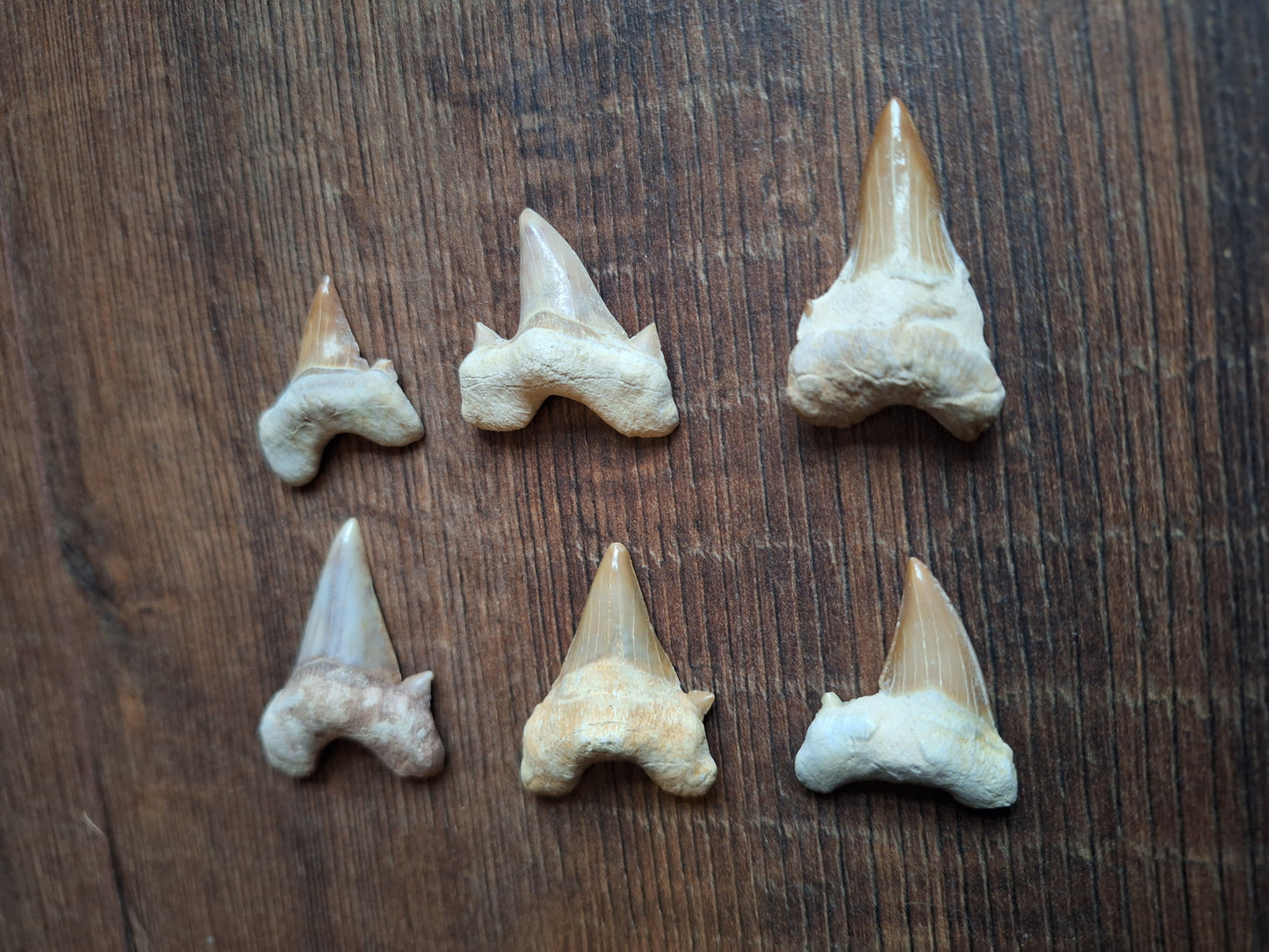 Fossilized shark teeth