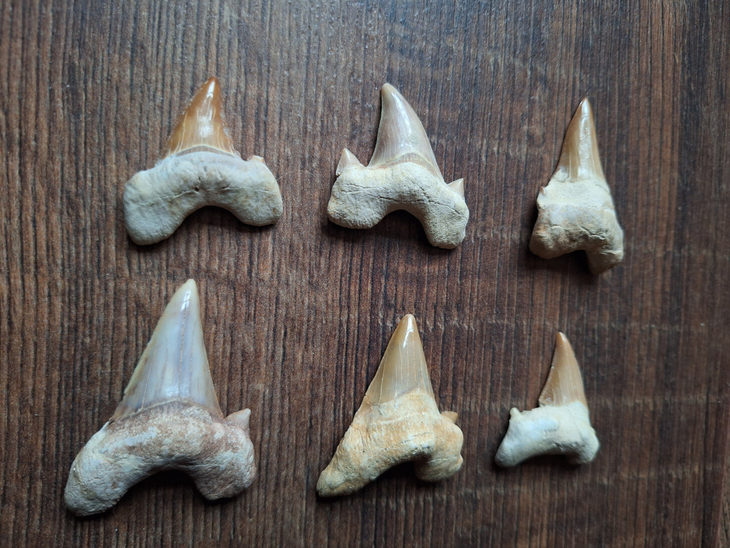 Fossilized shark teeth