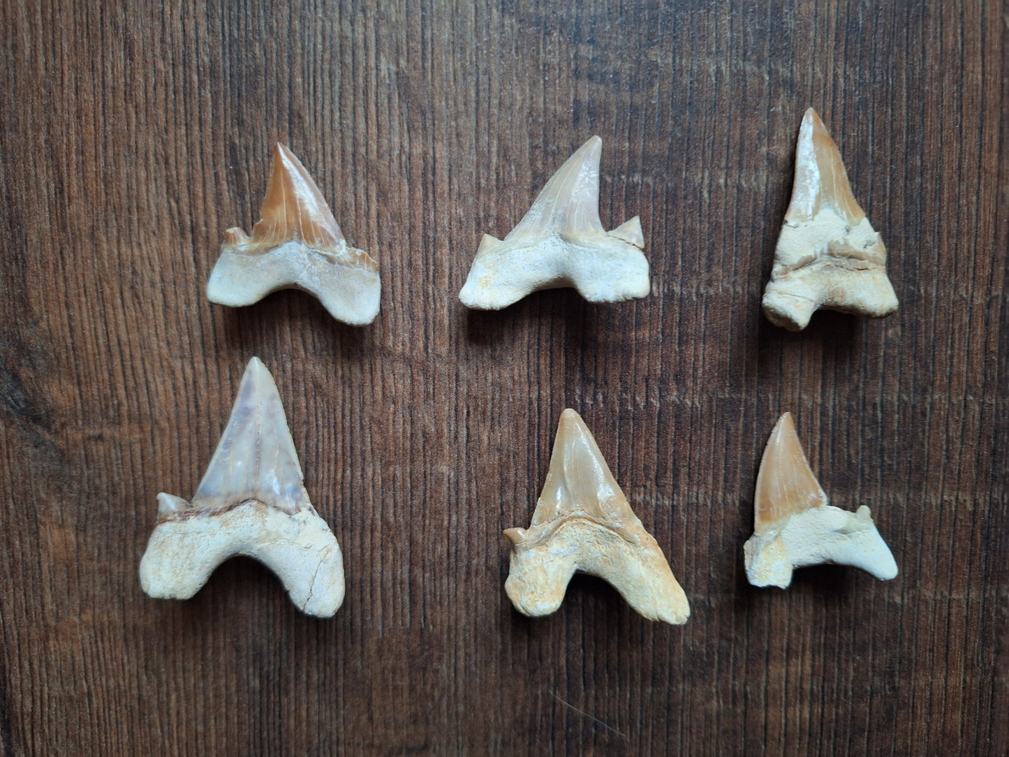 Fossilized shark teeth