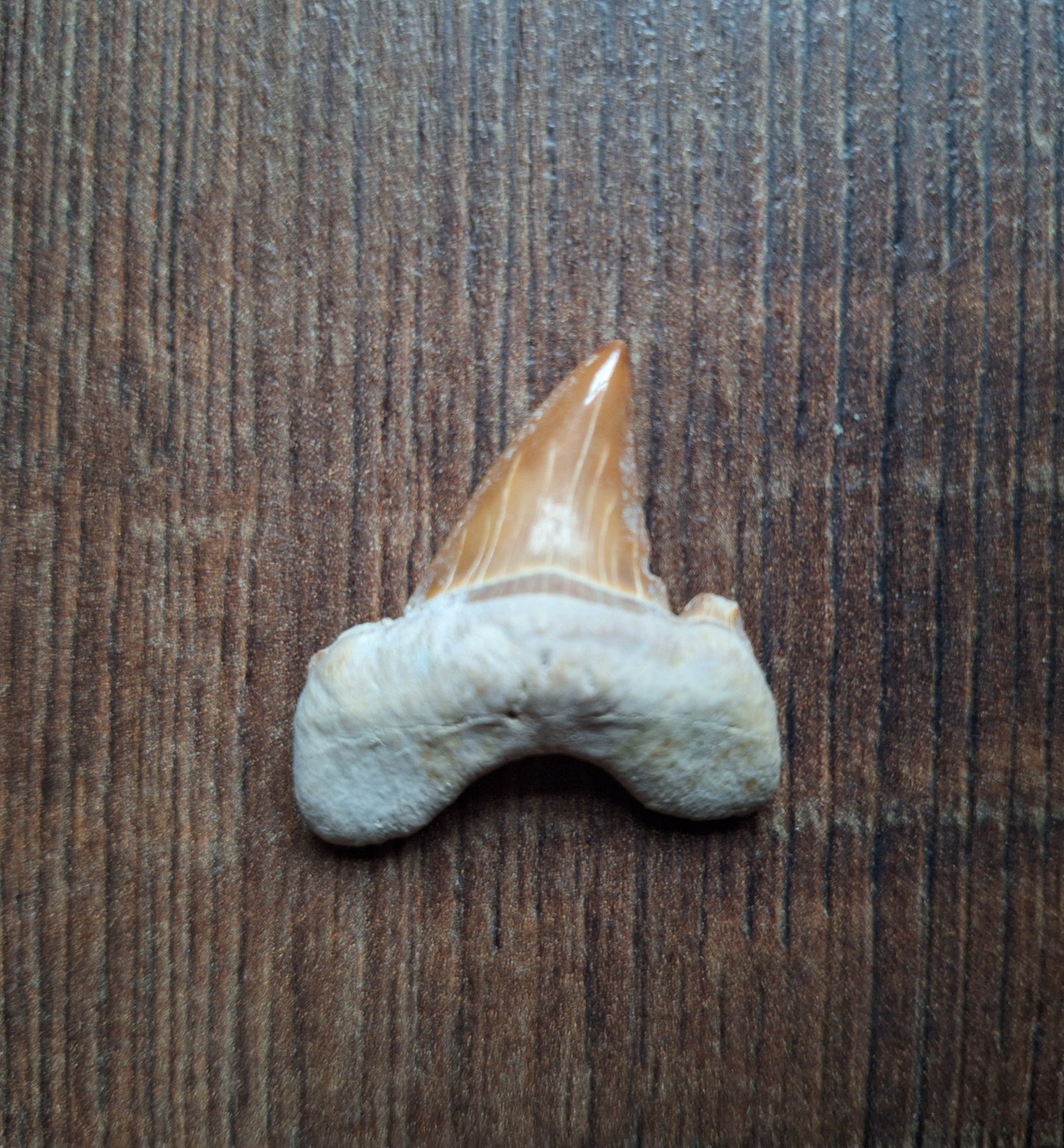 Fossilized shark teeth