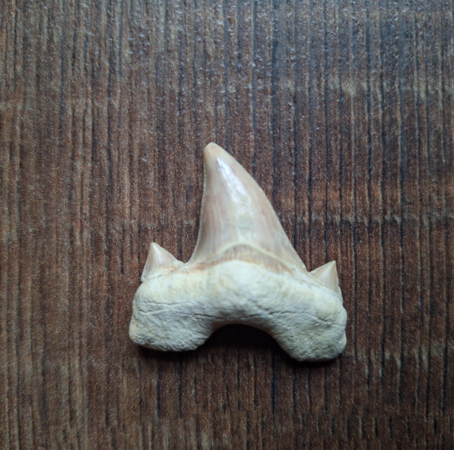 Fossilized shark teeth