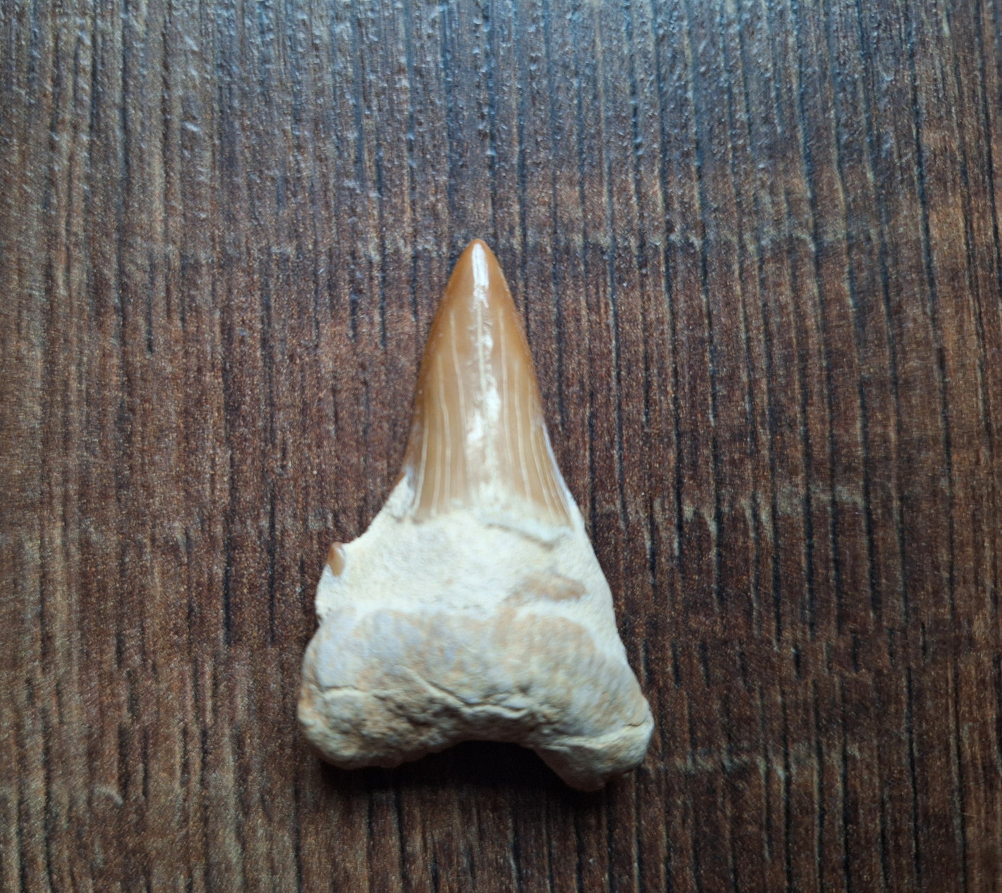 Fossilized shark teeth