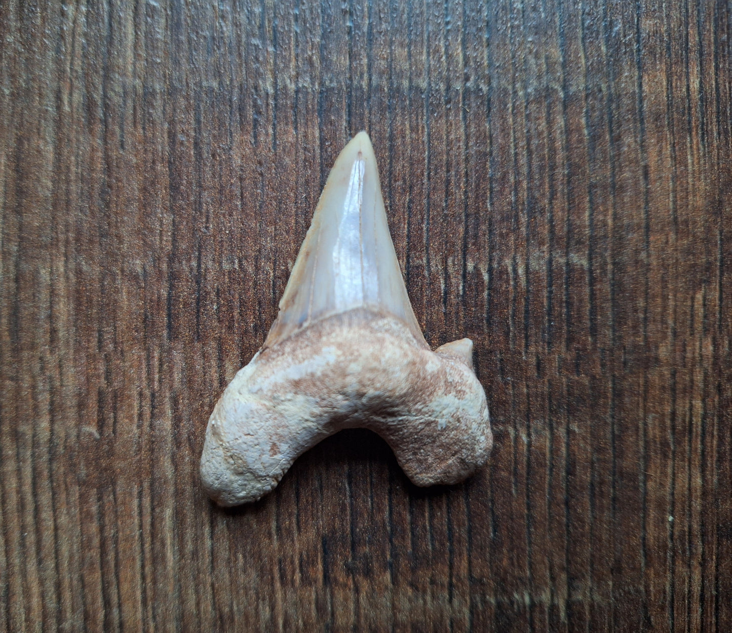 Fossilized shark teeth