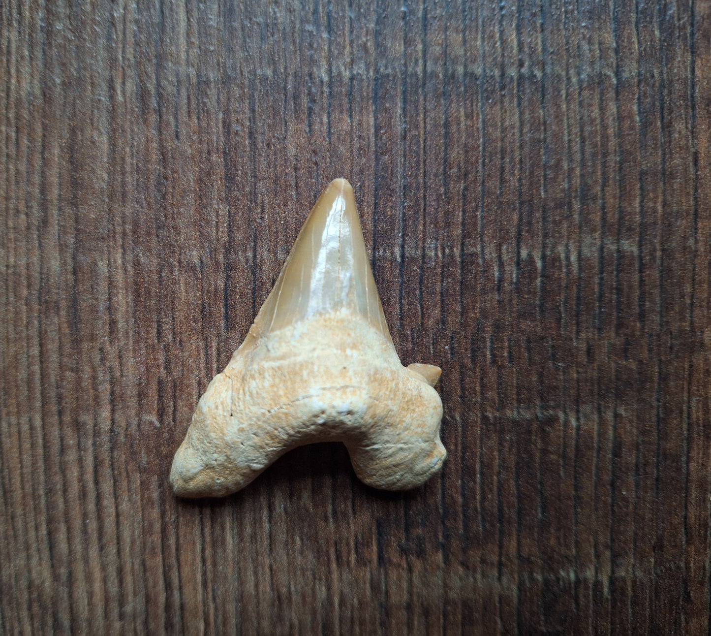 Fossilized shark teeth