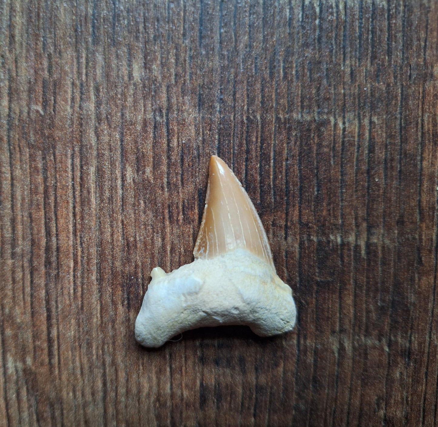 Fossilized shark teeth