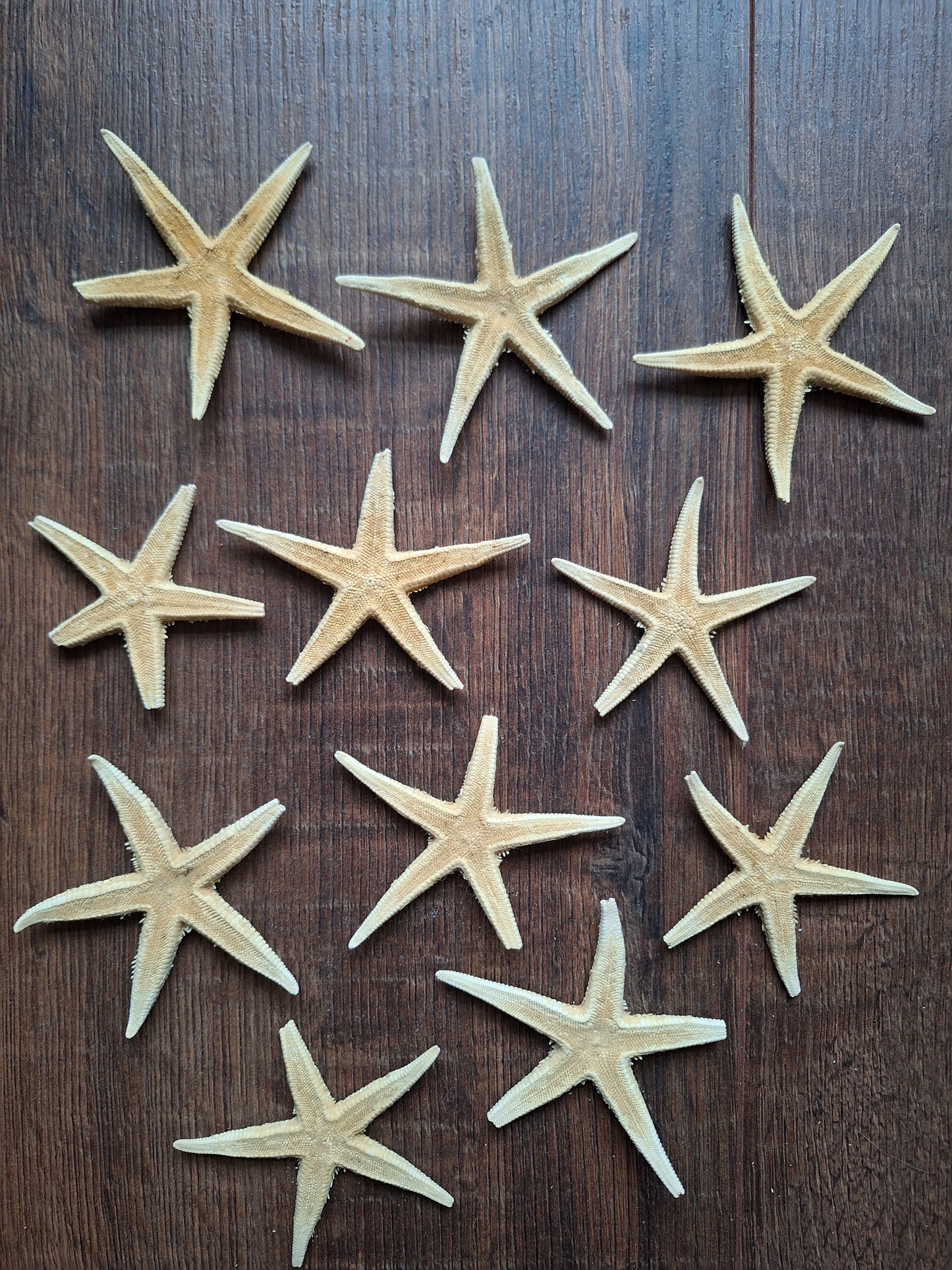 Starfish, set of 11