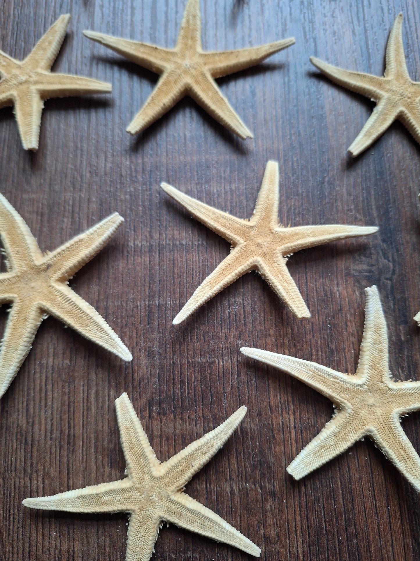 Starfish, set of 11