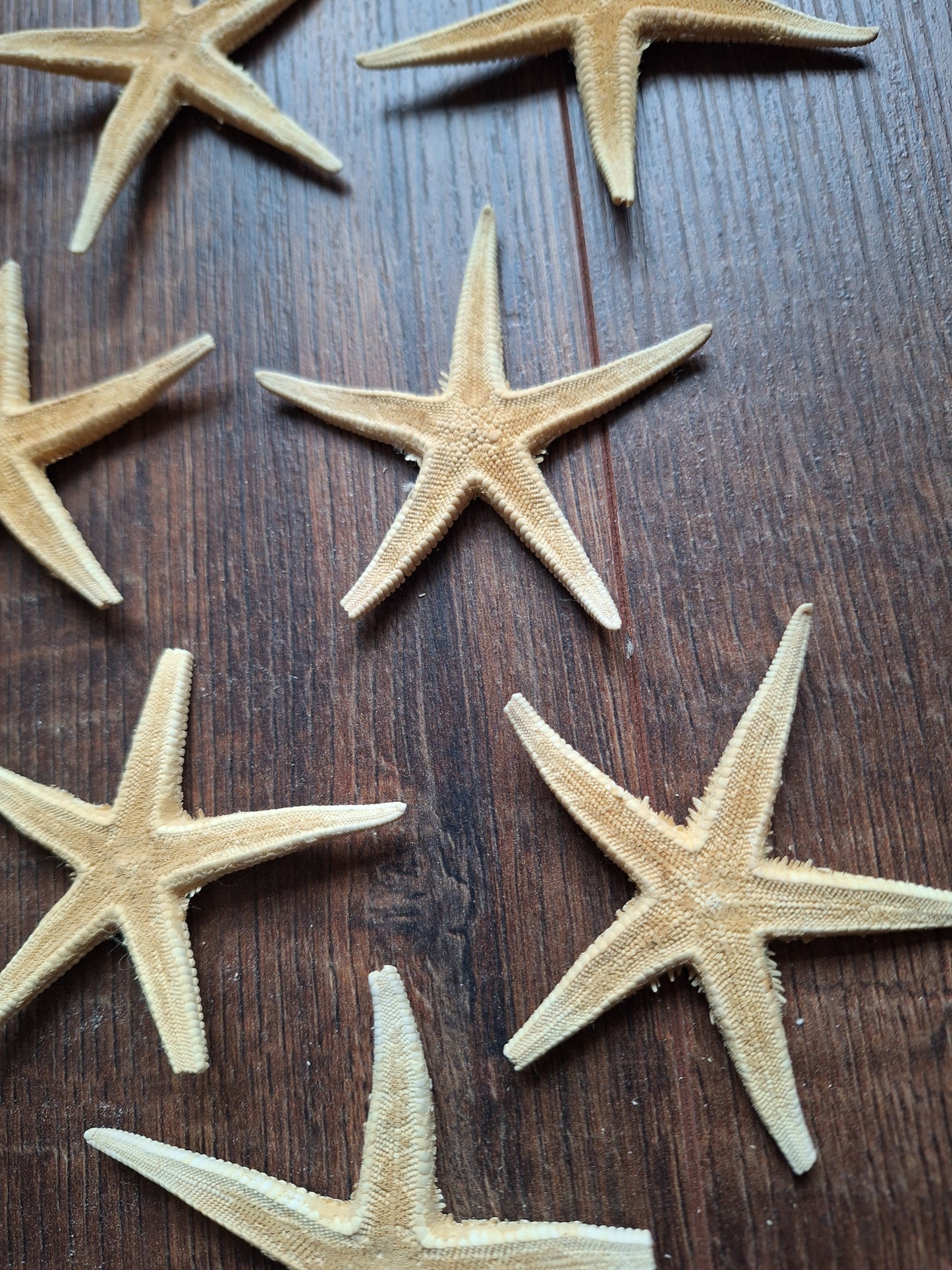 Starfish, set of 11