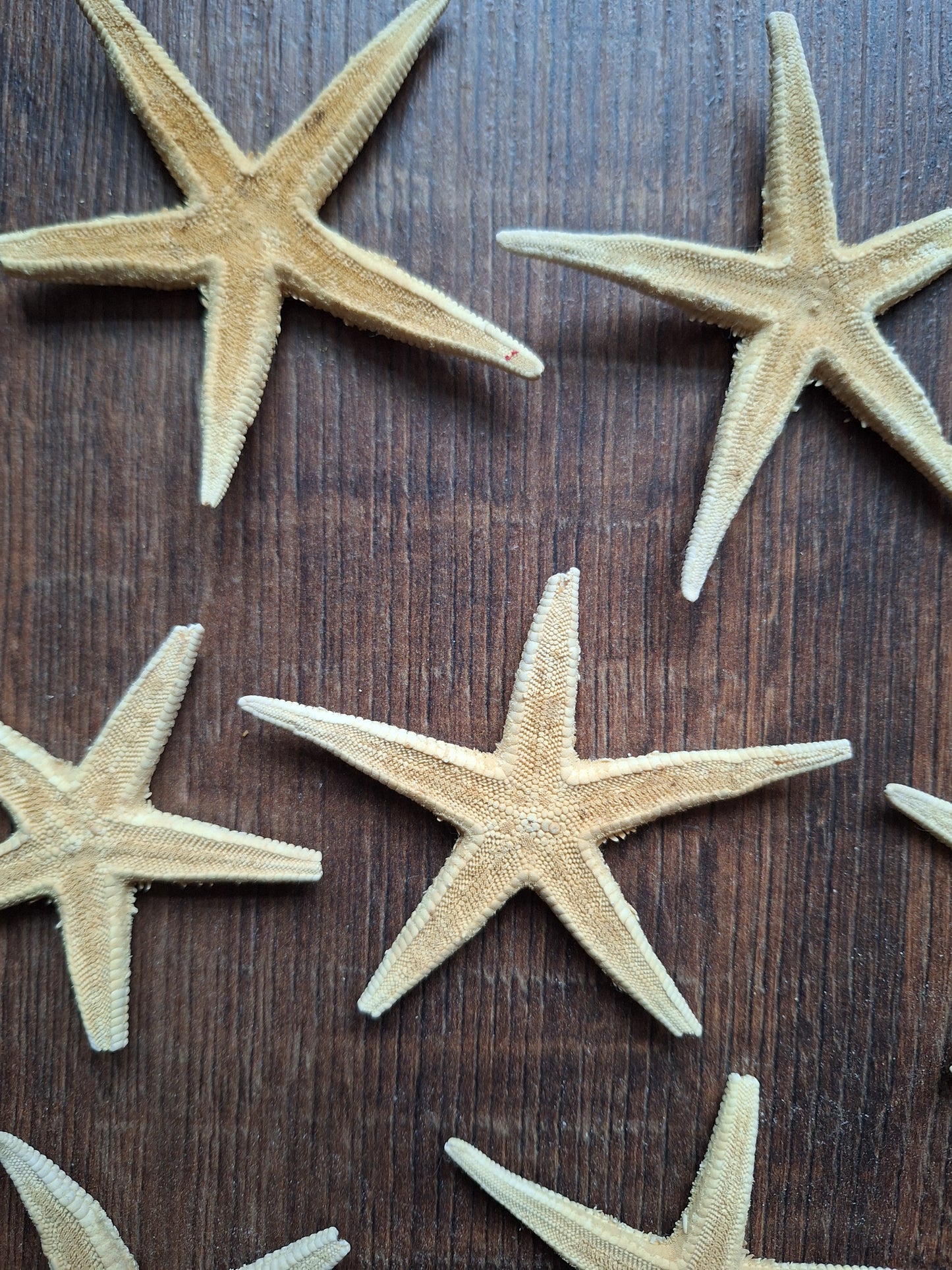 Starfish, set of 11