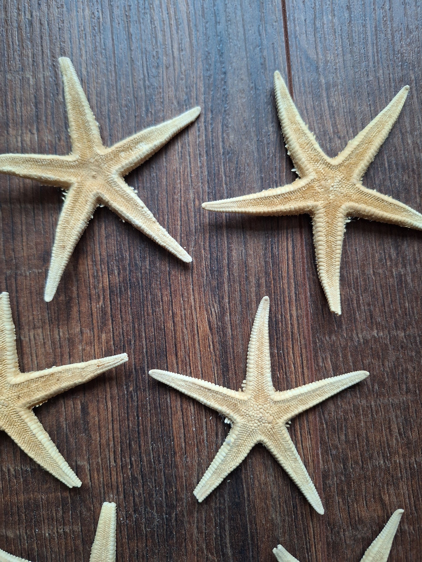 Starfish, set of 11