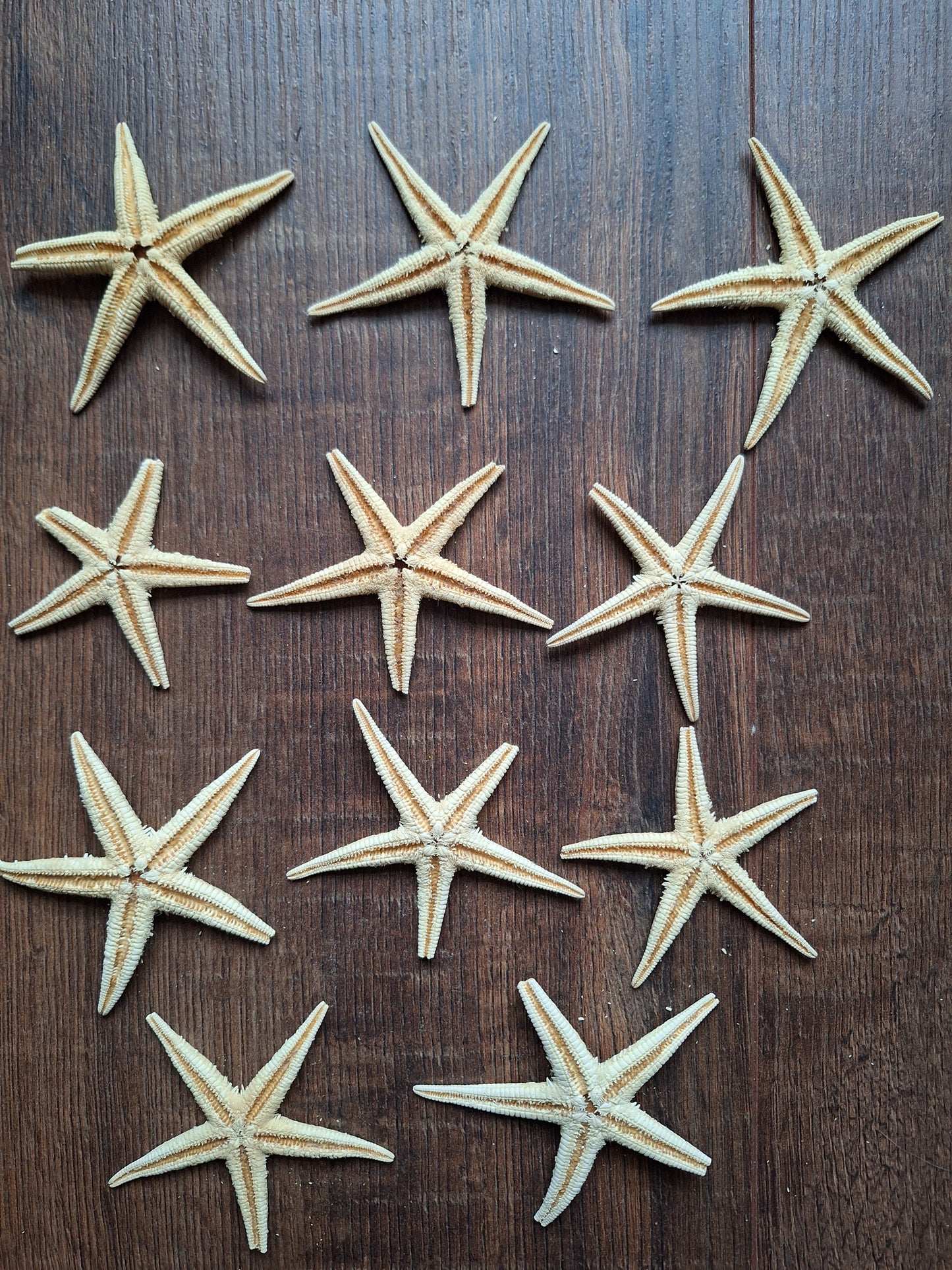 Starfish, set of 11