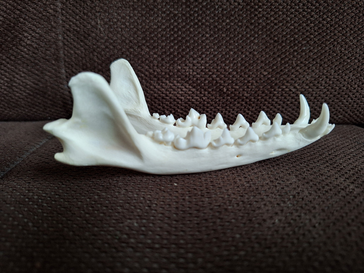 Fox lower jaw