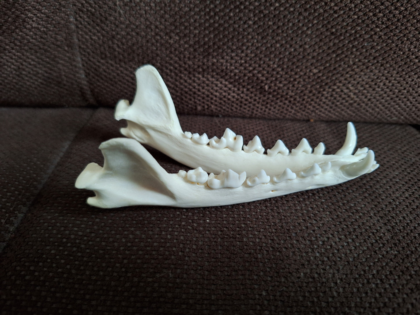 Fox lower jaw