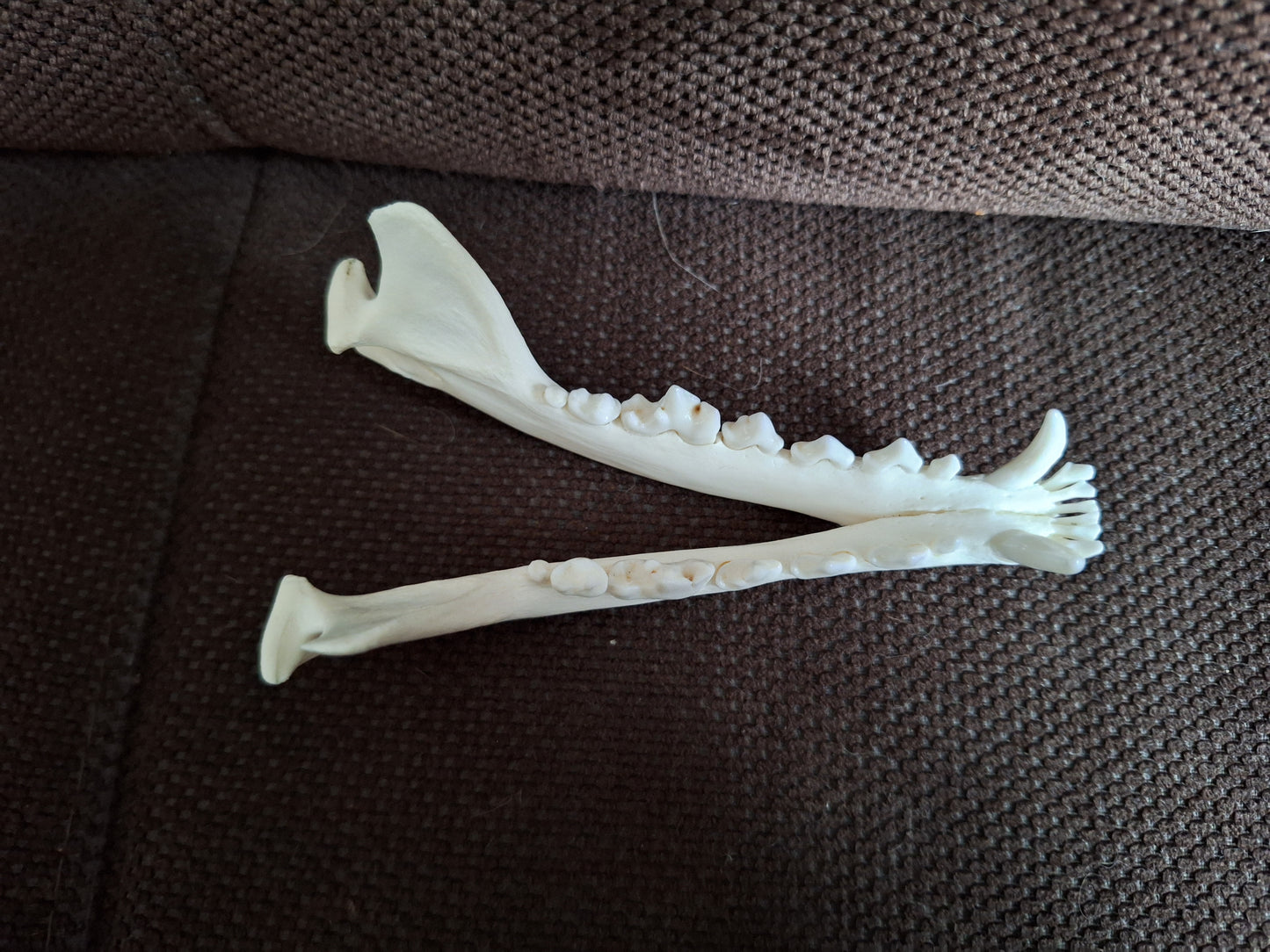 Fox lower jaw