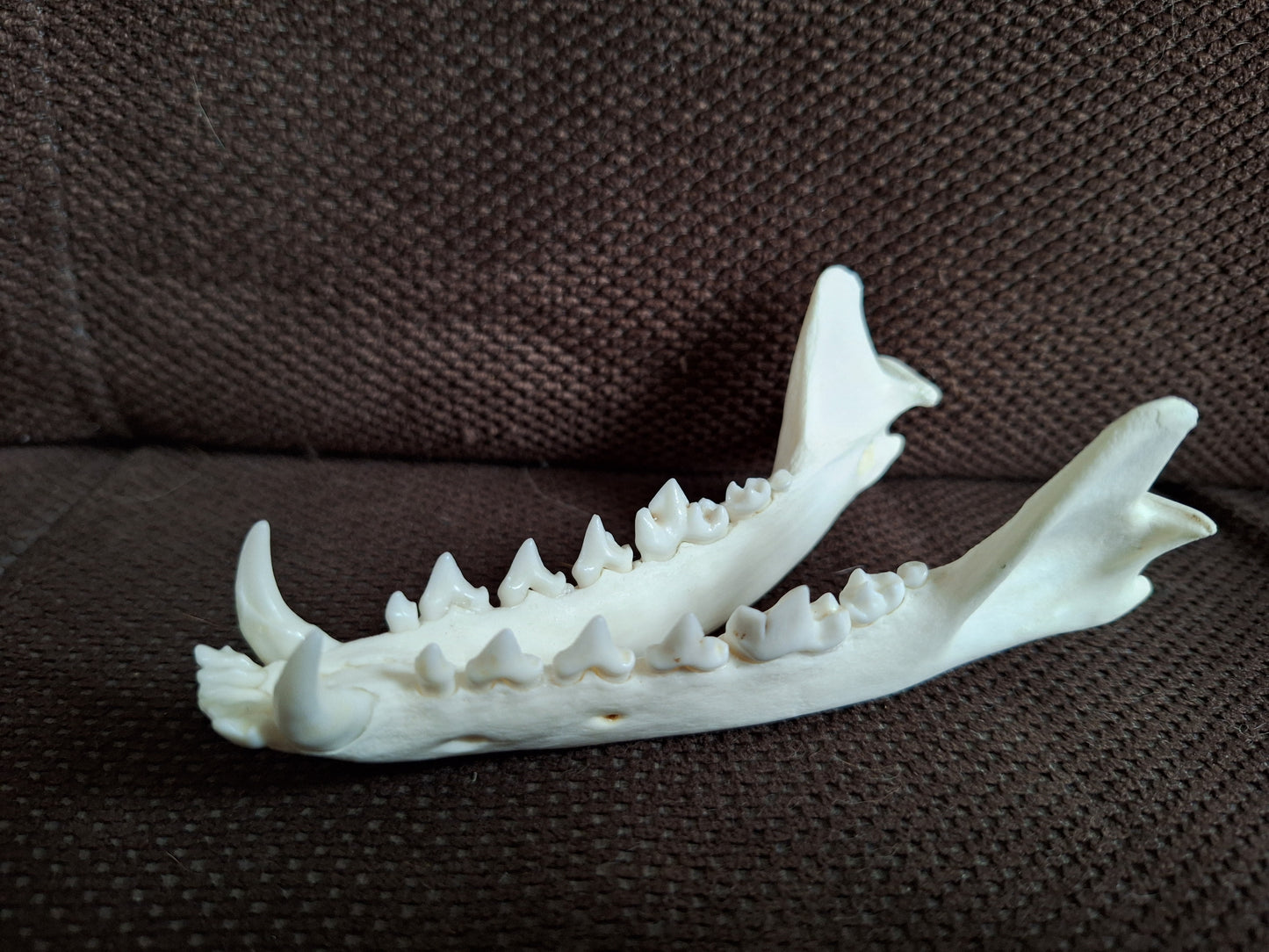 Fox lower jaw