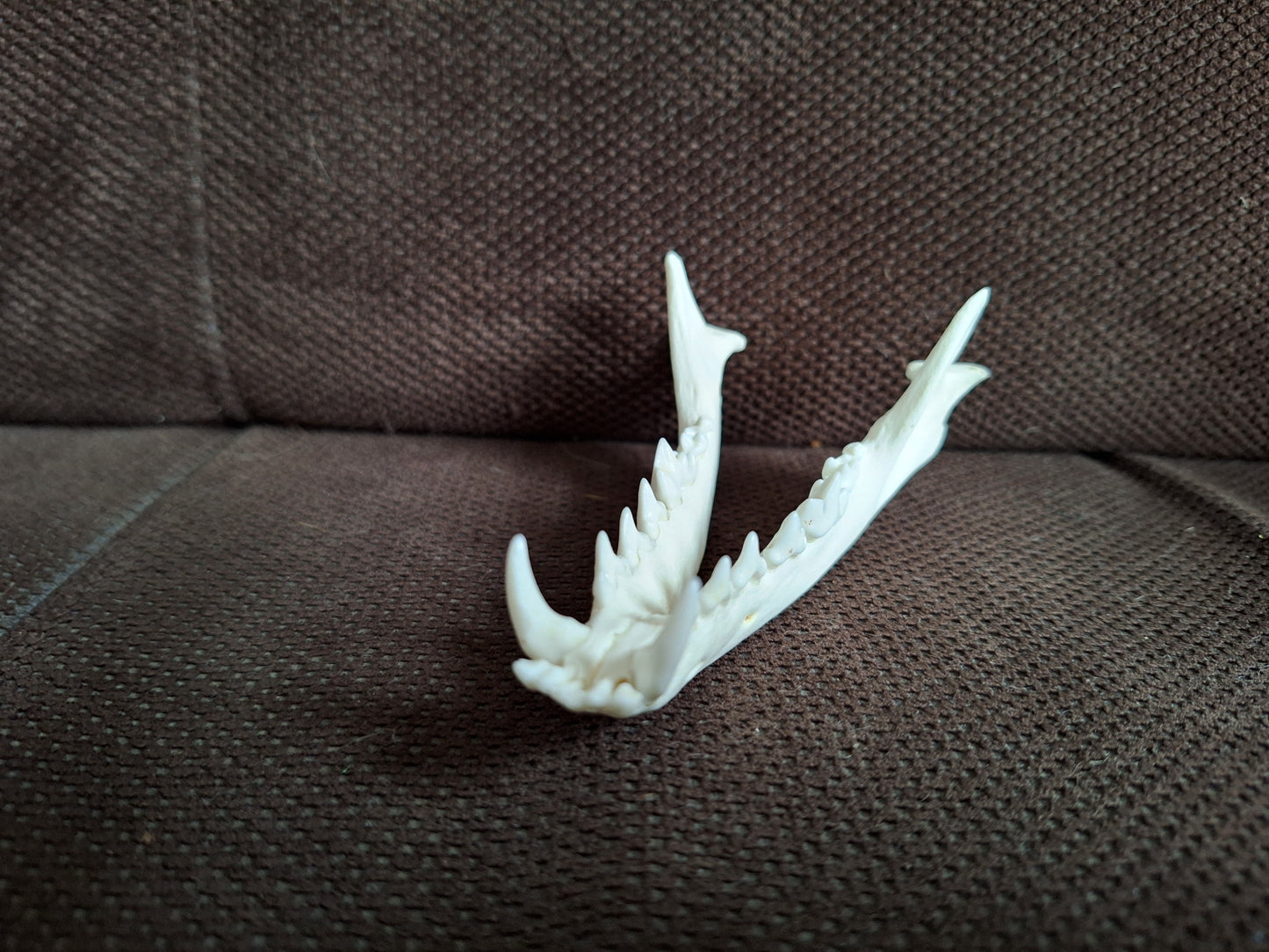 Fox lower jaw