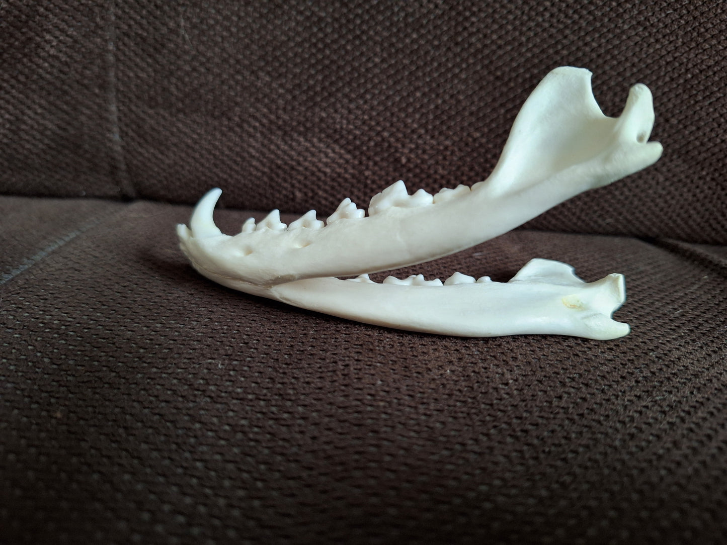 Fox lower jaw