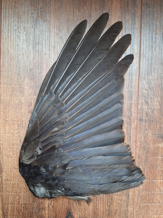 Crow single wing #34