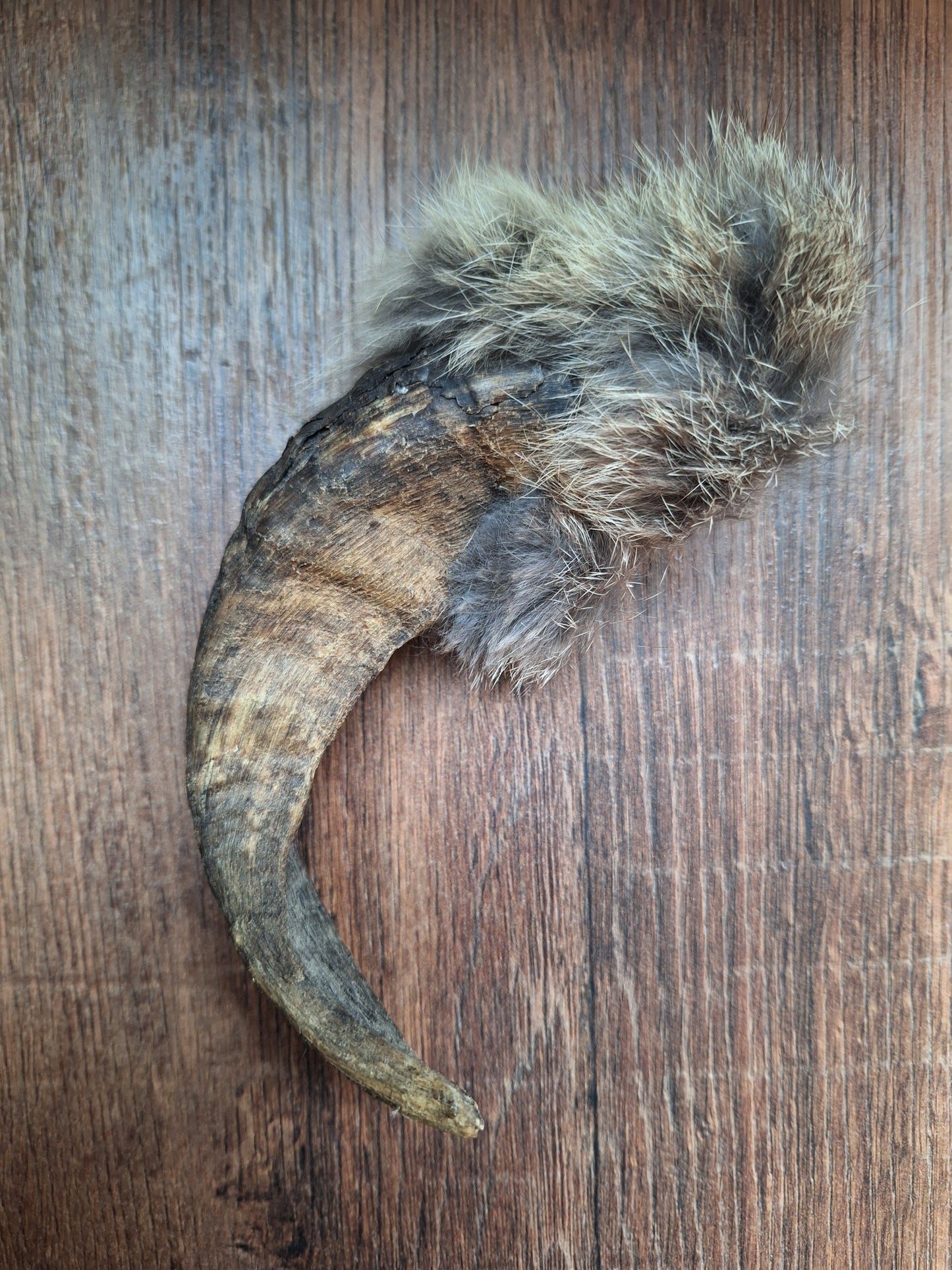 Sheep horn and rabbit fur rattle