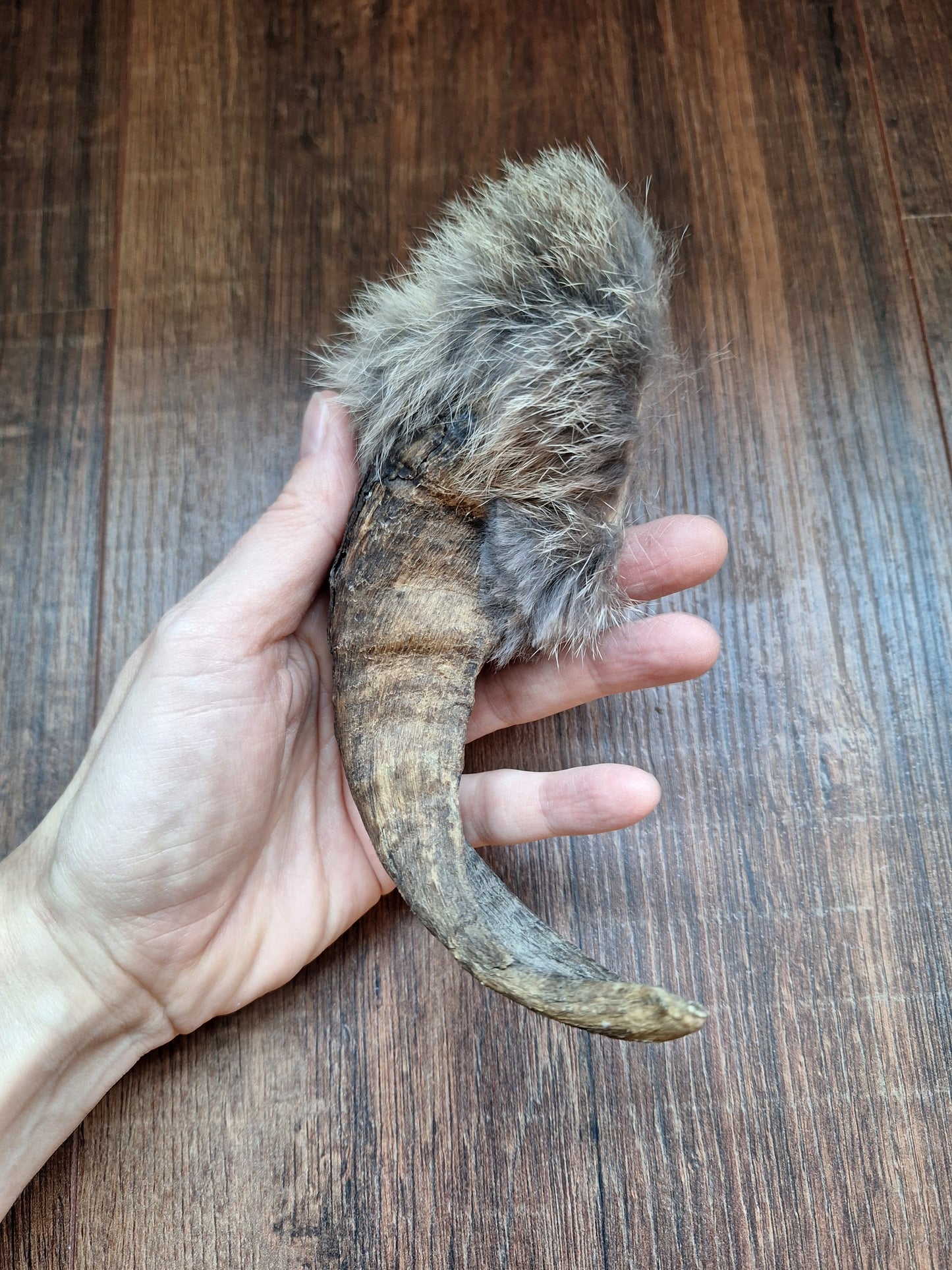 Sheep horn and rabbit fur rattle