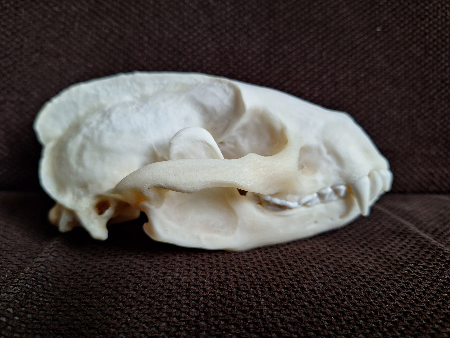 Badger skull