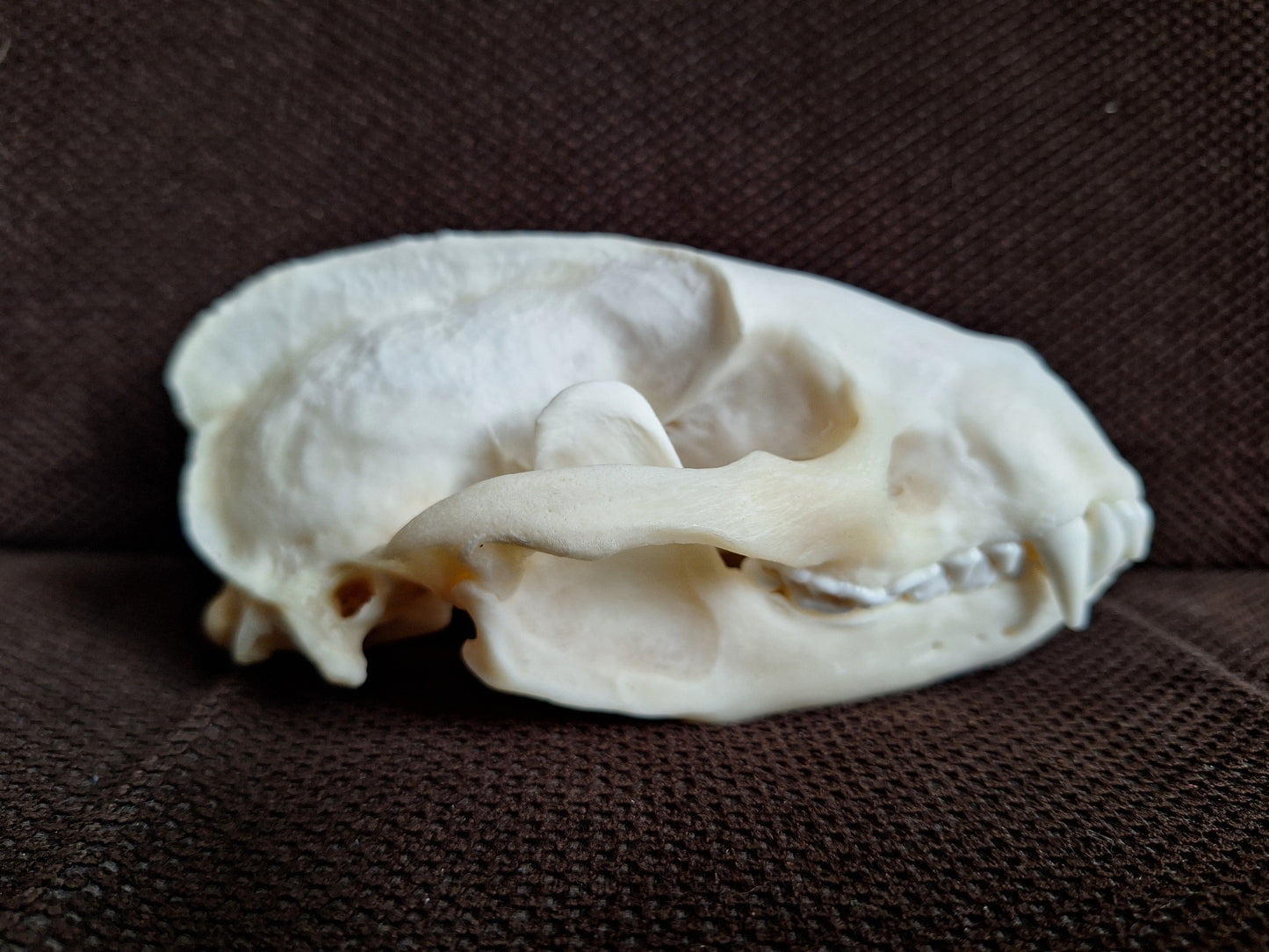 Badger skull