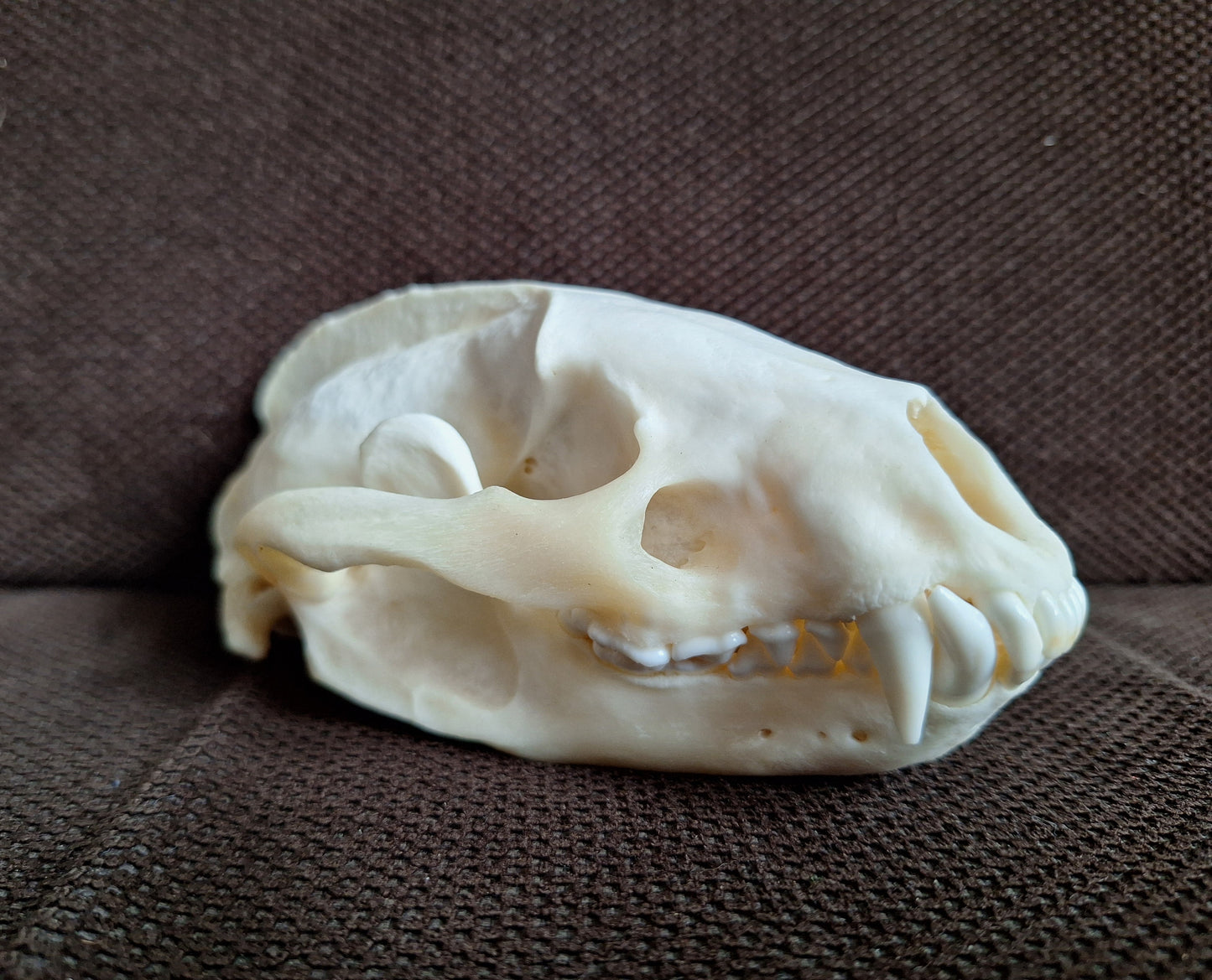 Badger skull