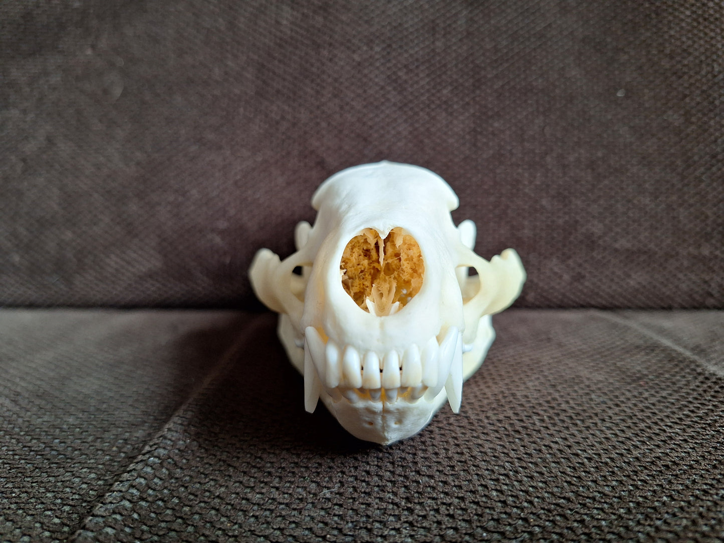 Badger skull