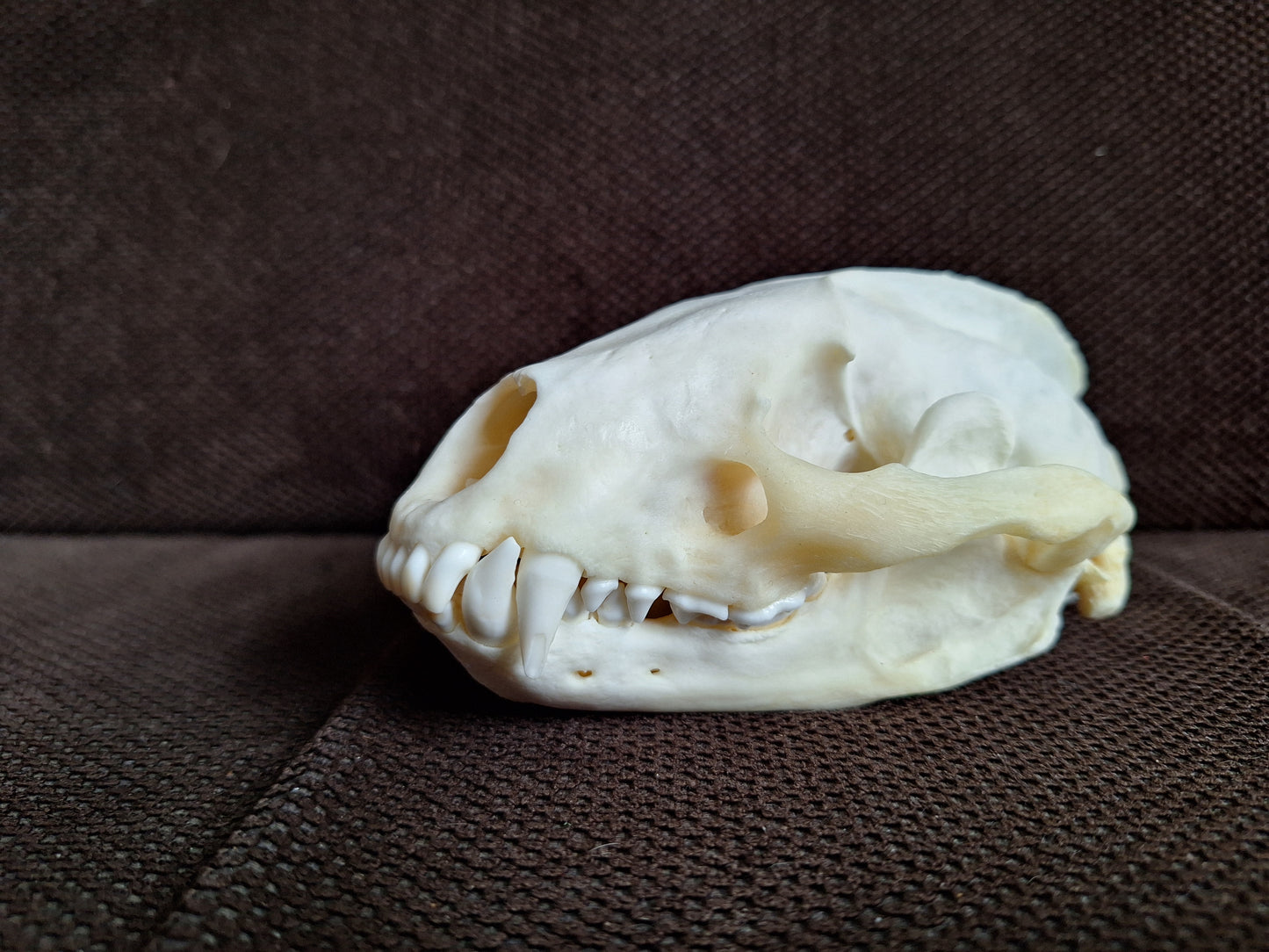 Badger skull