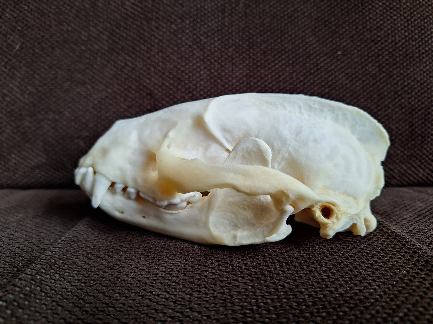 Badger skull