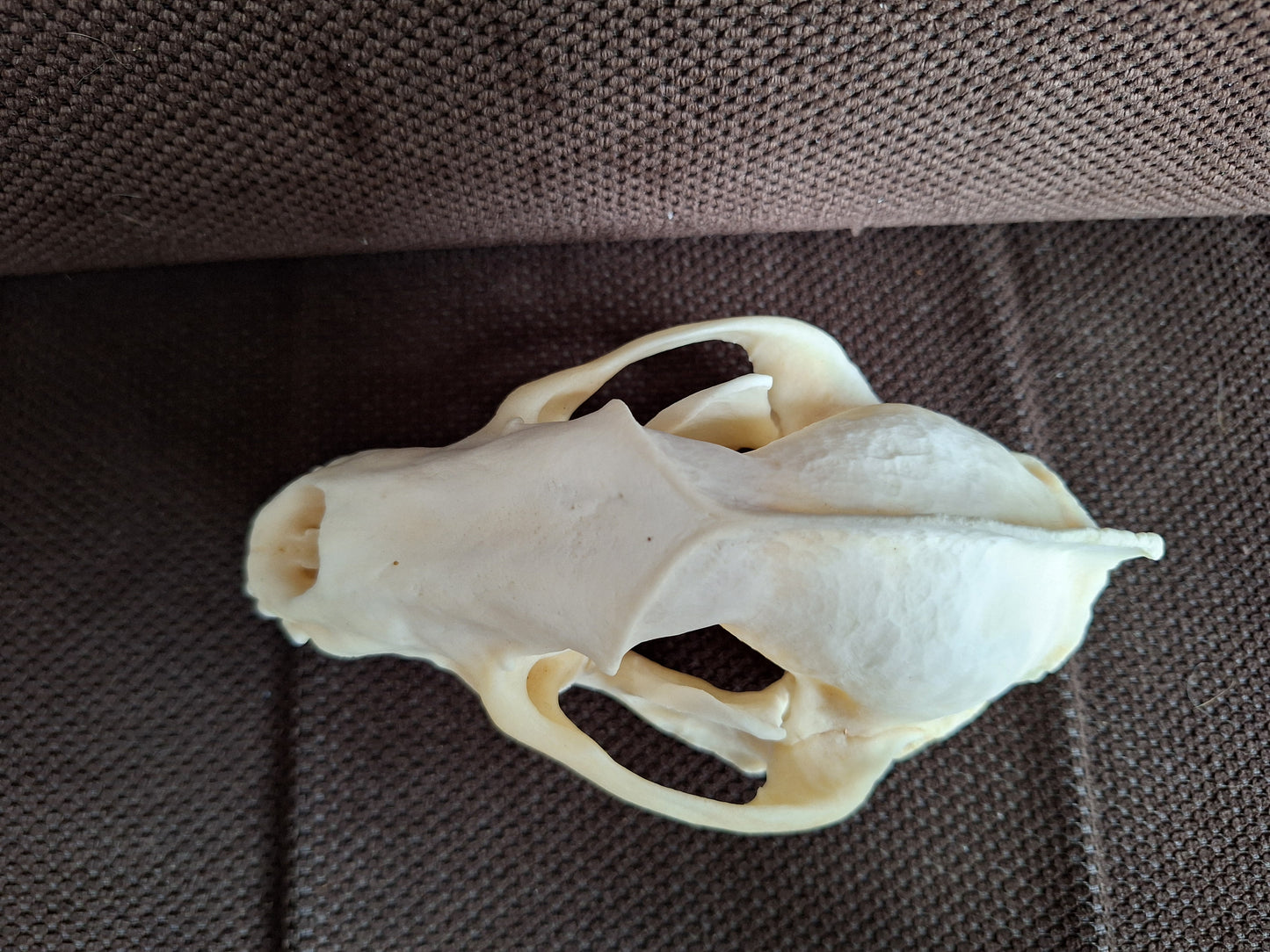 Badger skull