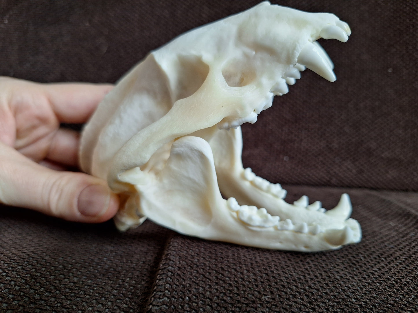 Badger skull