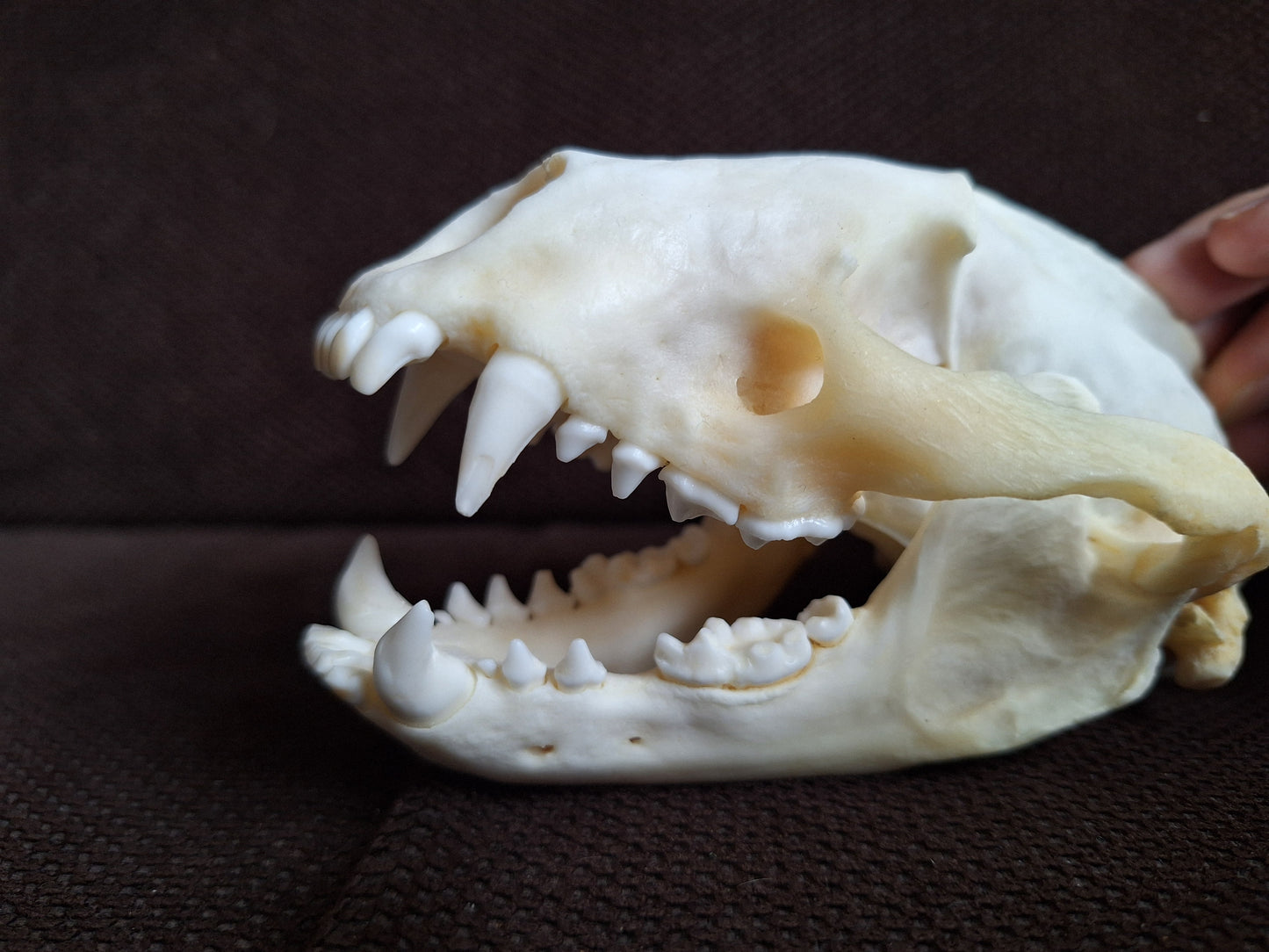 Badger skull