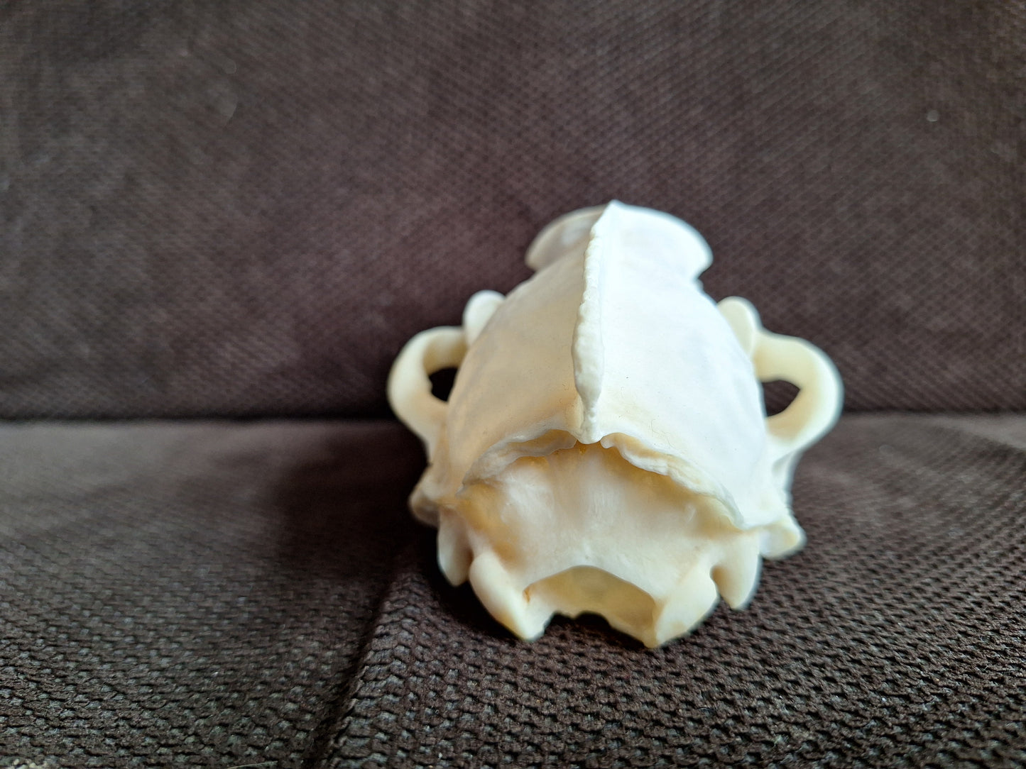 Badger skull