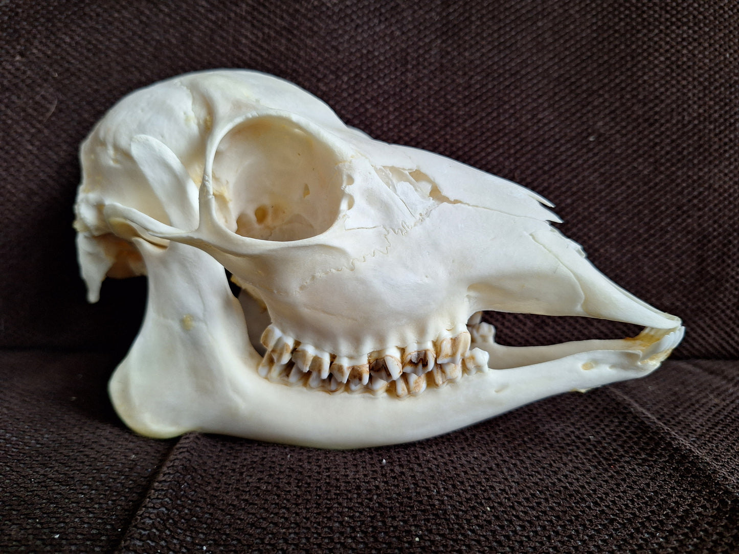 Roe deer skull