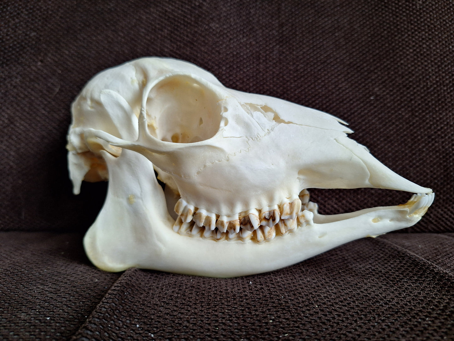 Roe deer skull