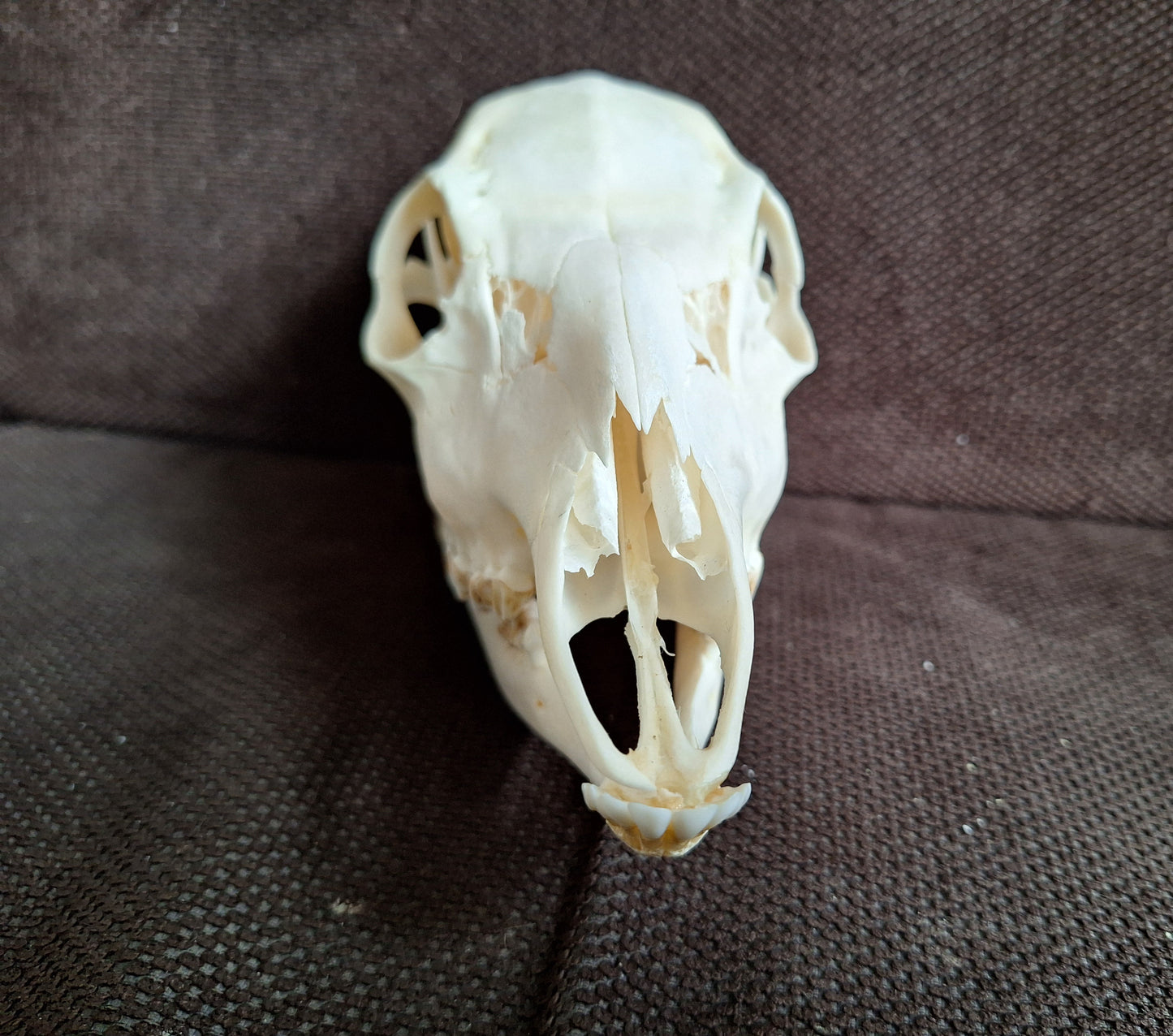 Roe deer skull