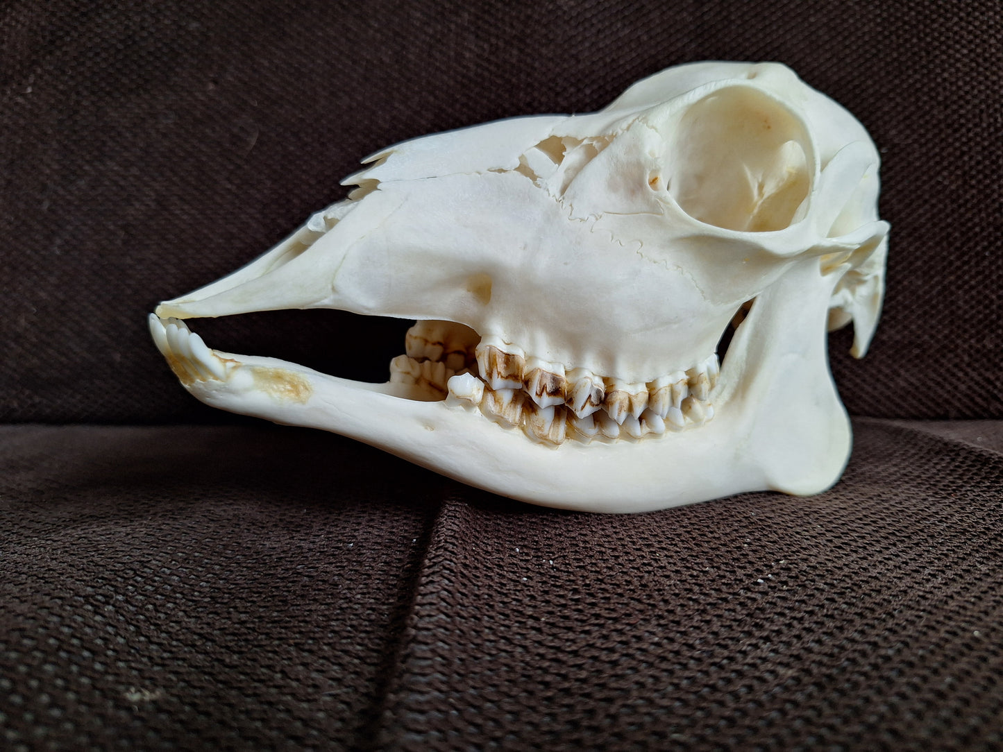 Roe deer skull