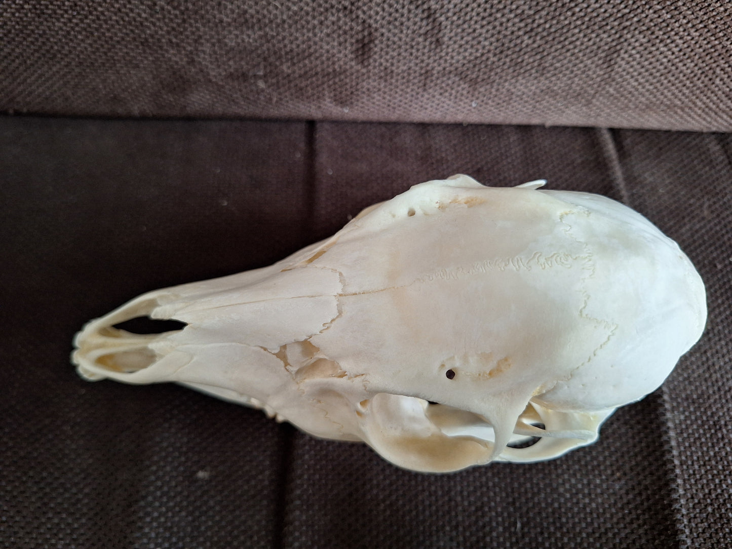 Roe deer skull