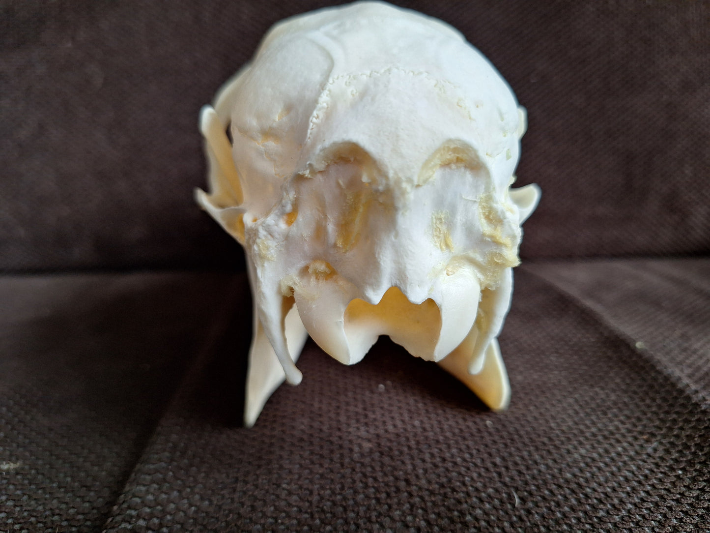 Roe deer skull