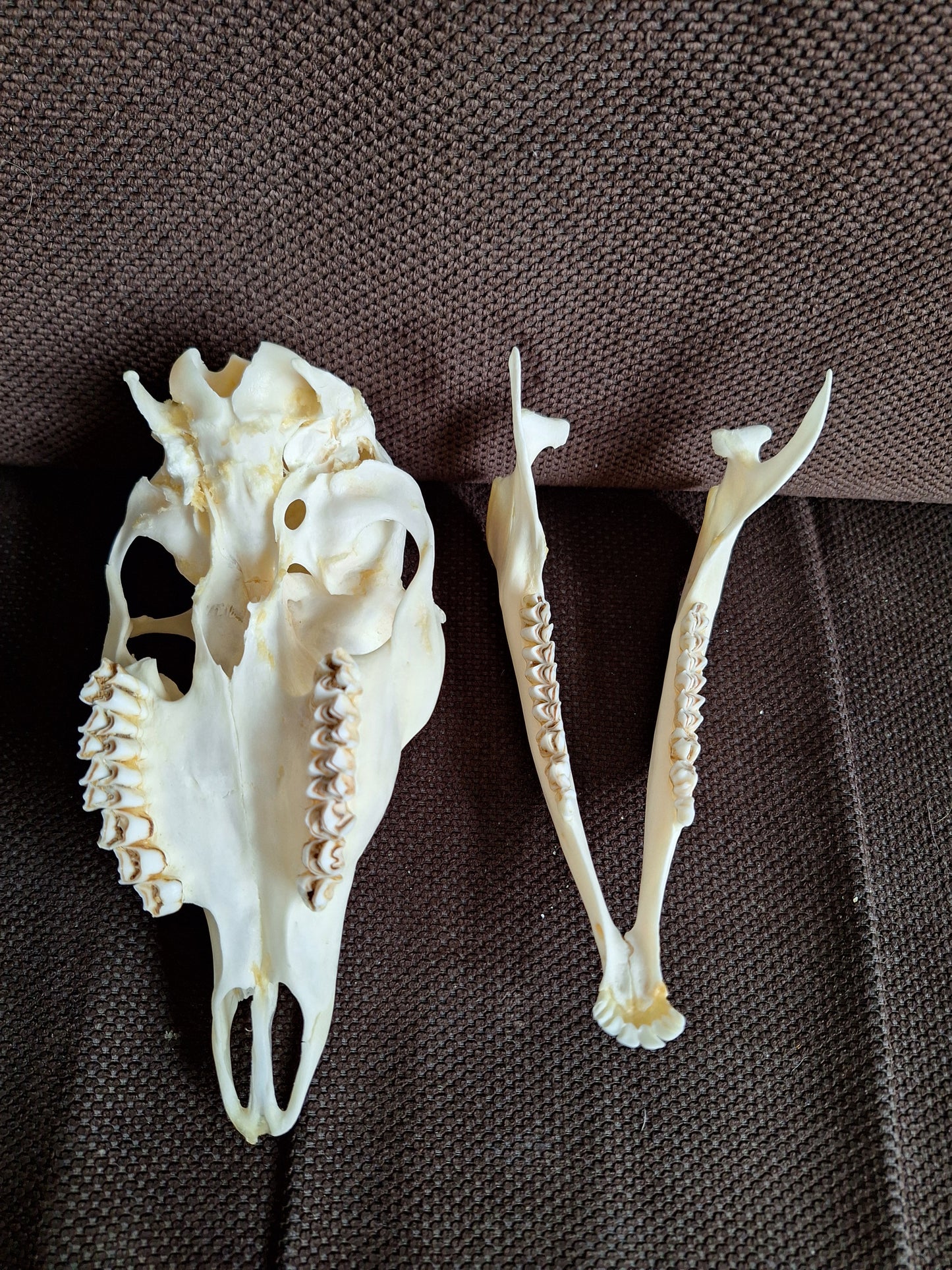 Roe deer skull