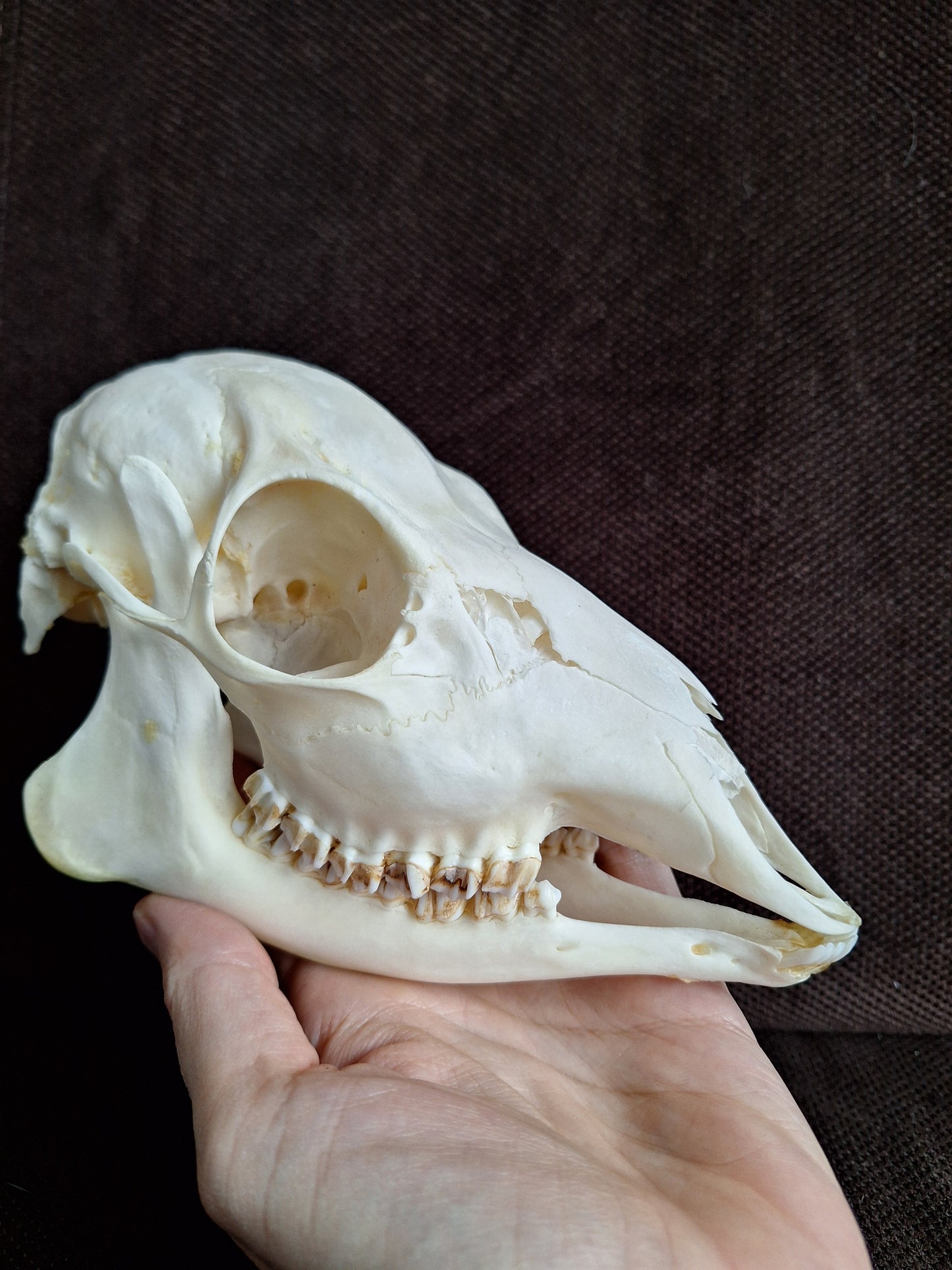 Roe deer skull