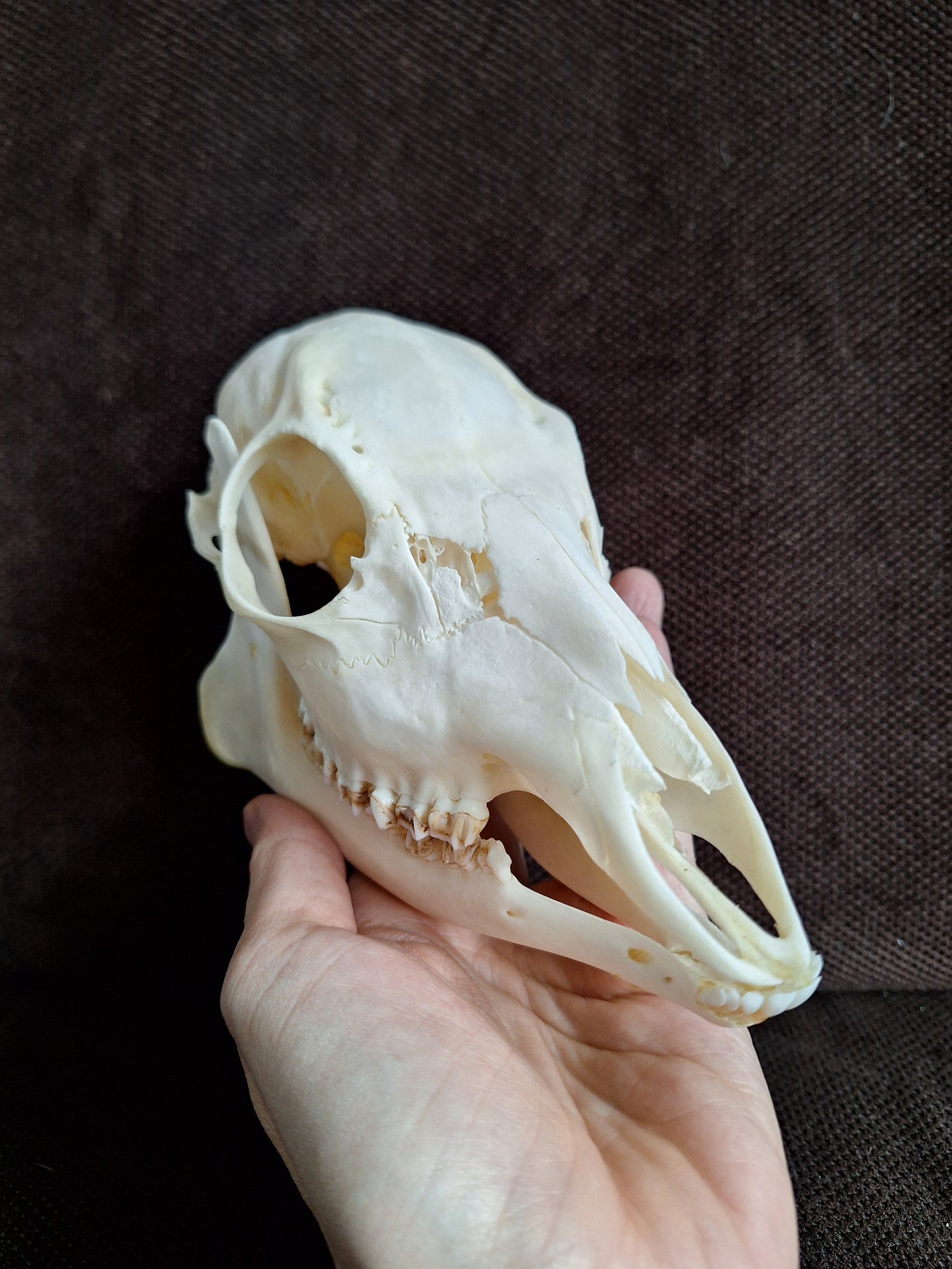 Roe deer skull