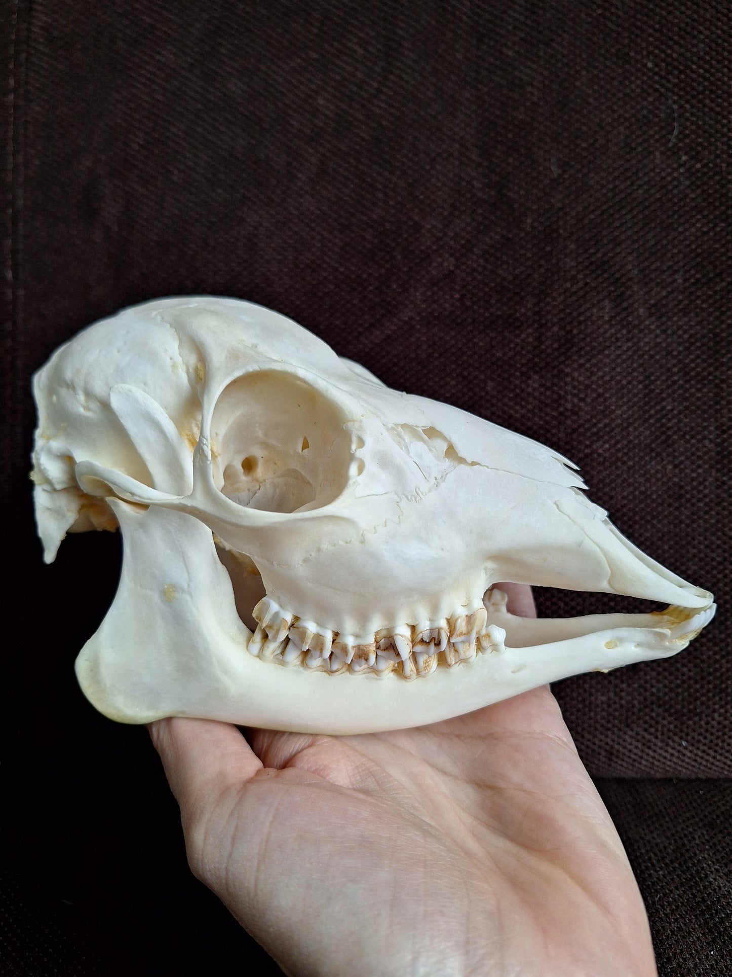 Roe deer skull