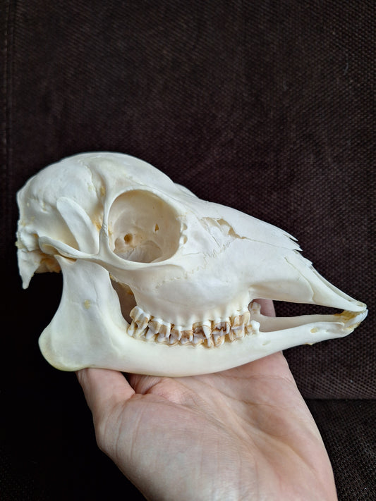 Roe deer skull