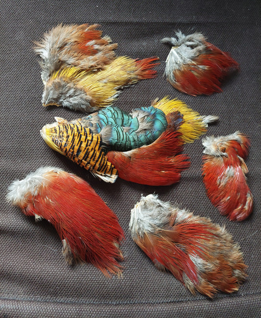 Golden pheasant skin pieces