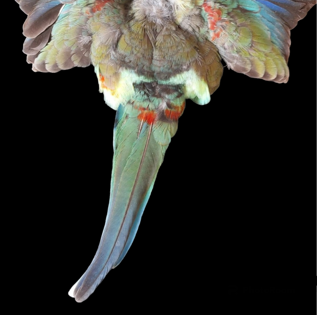 Rainbow parakeet complete skin