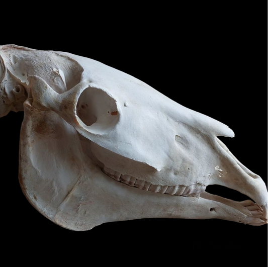 Horse skull