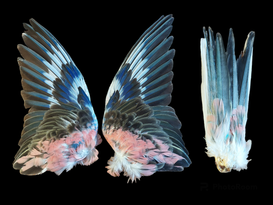 Rosella set of wings and tail